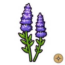 Lavender